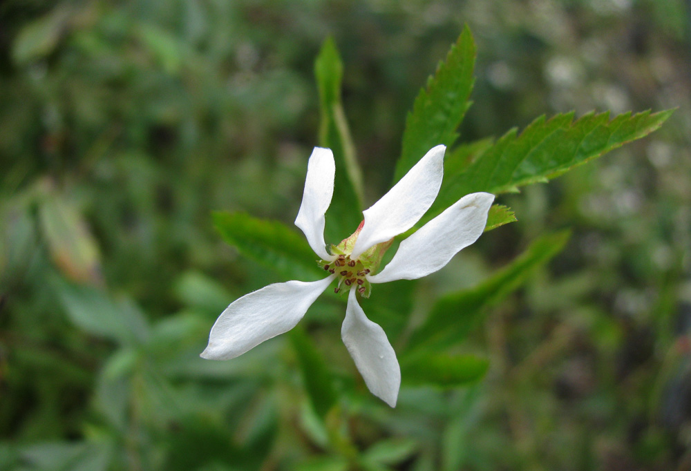 american ipecac beech hollow farms average erect flower size
