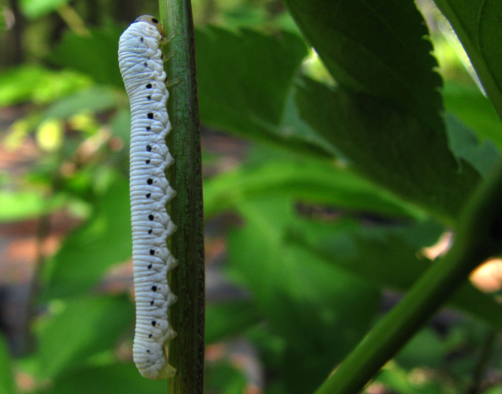 Caterpillars Are Eating My Plants…..and I’m OK With That. Beech