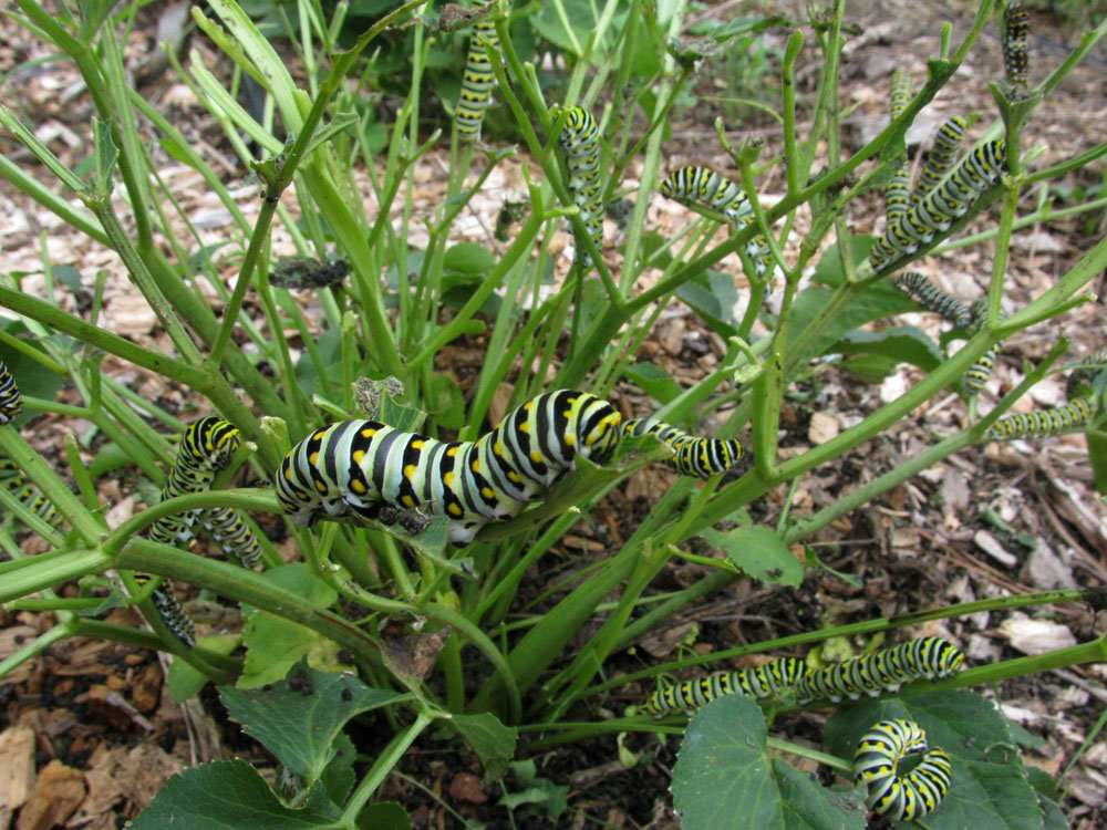 blackswallowtails
