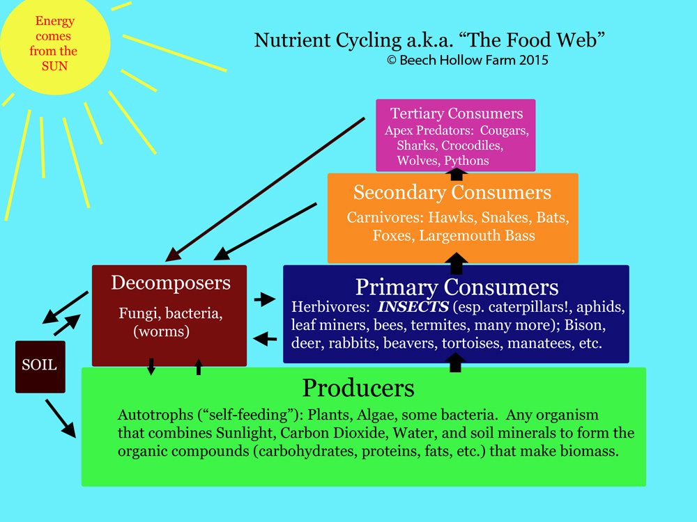 food_web