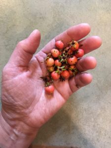 Crataegus-uniflora-berries-IMG_9758