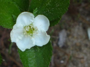 Dwarf Hawthorn, Crataegus uniflora