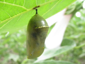 Monarch-butterfly-chrysalis