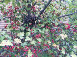 Mockingbird nest in Parsley Hawthorn, Crataegus marshallii