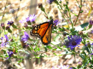 Adult Monarch, generation three or four, southward bound to the mountain forests of Michoacan. The flower the butterfly is nectaring on is the Georgia Aster.